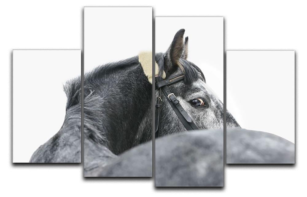 Grey horse isolated 4 Split Panel Canvas - Canvas Art Rocks - 1
