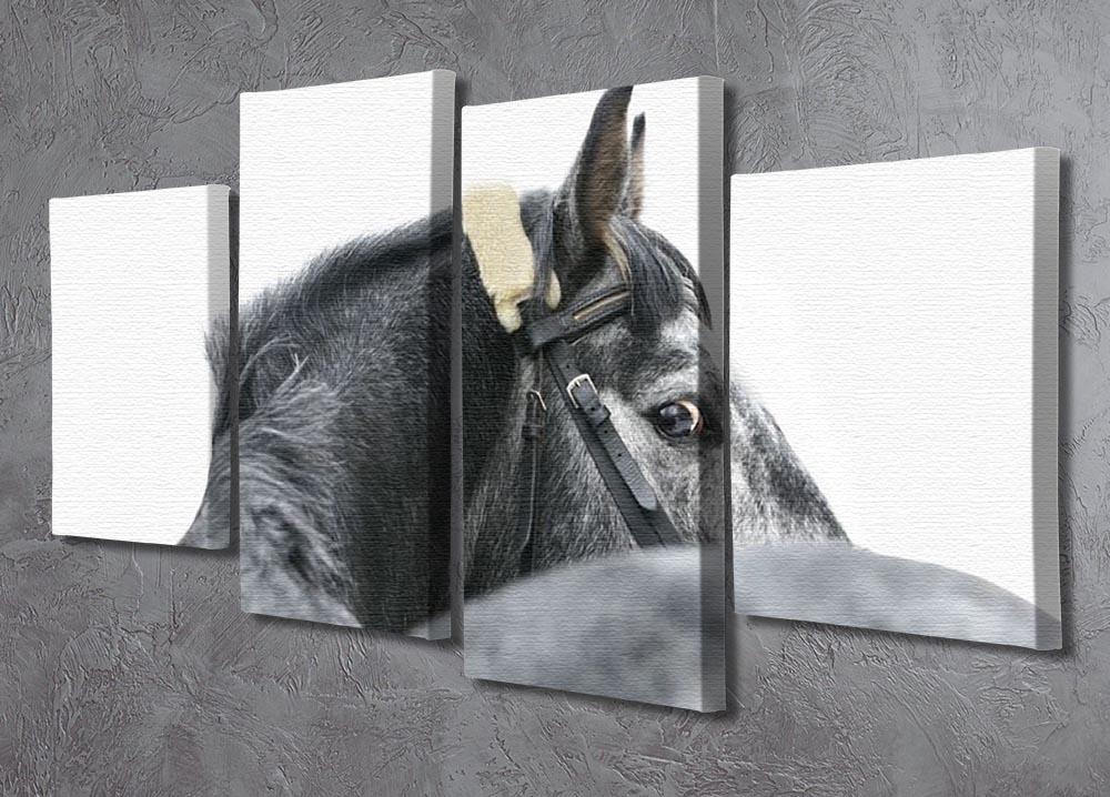 Grey horse isolated 4 Split Panel Canvas - Canvas Art Rocks - 2