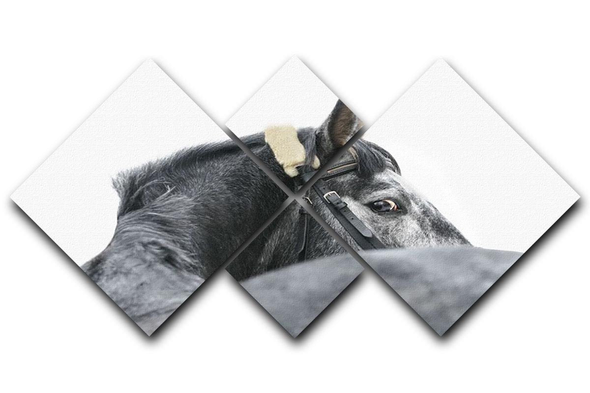 Grey horse isolated 4 Square Multi Panel Canvas - Canvas Art Rocks - 1