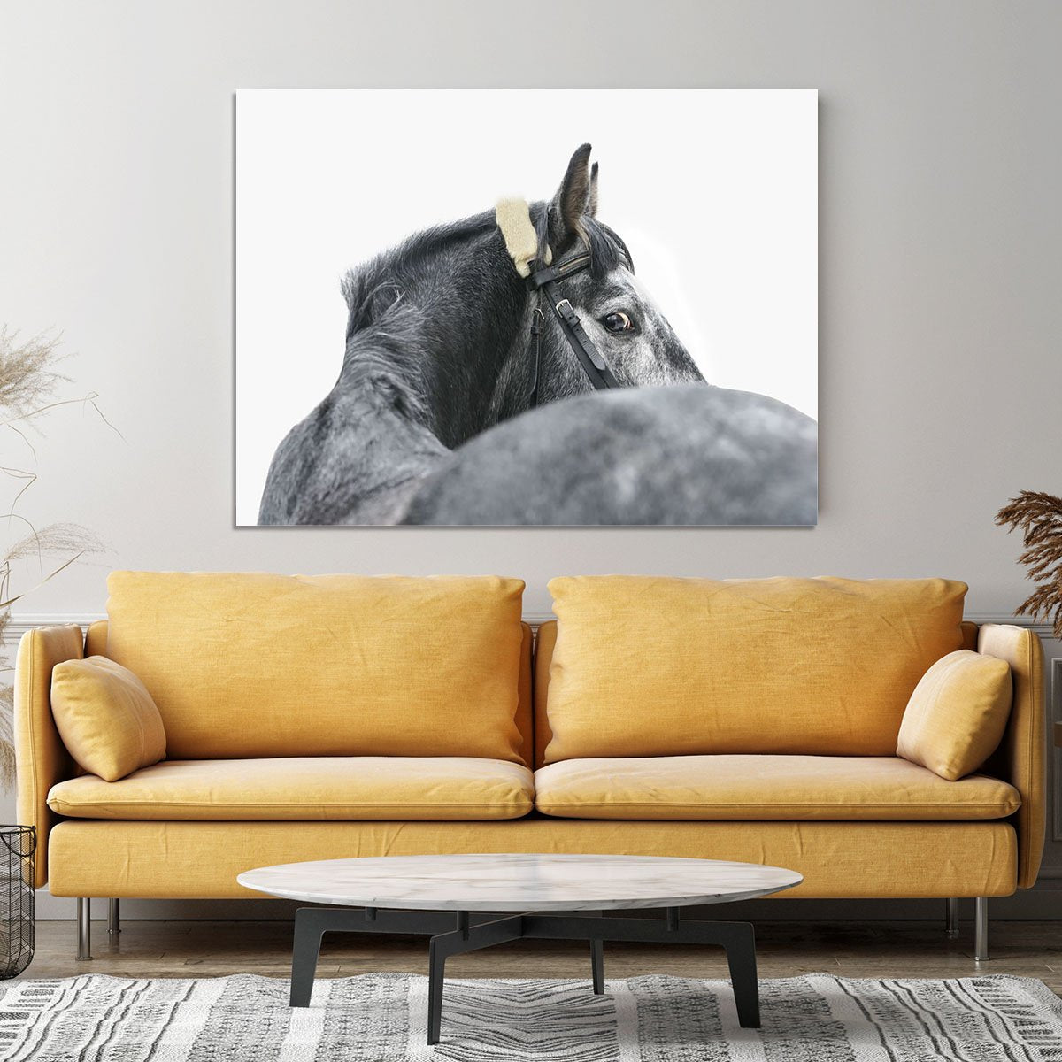 Grey horse isolated Canvas Print or Poster