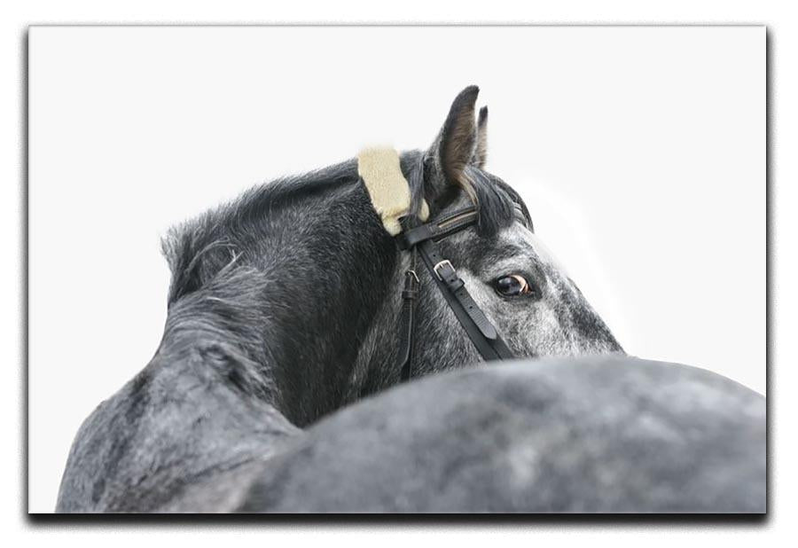 Grey horse isolated Canvas Print or Poster - Canvas Art Rocks - 1
