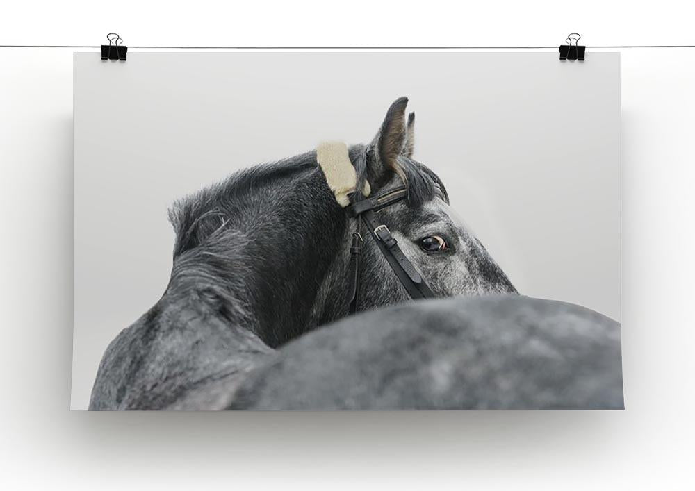 Grey horse isolated Canvas Print or Poster - Canvas Art Rocks - 2