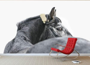 Grey horse isolated Wall Mural Wallpaper - Canvas Art Rocks - 2