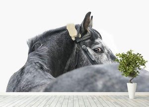 Grey horse isolated Wall Mural Wallpaper - Canvas Art Rocks - 4