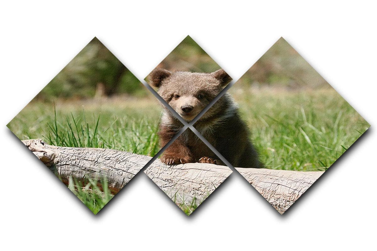 Grizzly bear cub 4 Square Multi Panel Canvas - Canvas Art Rocks - 1