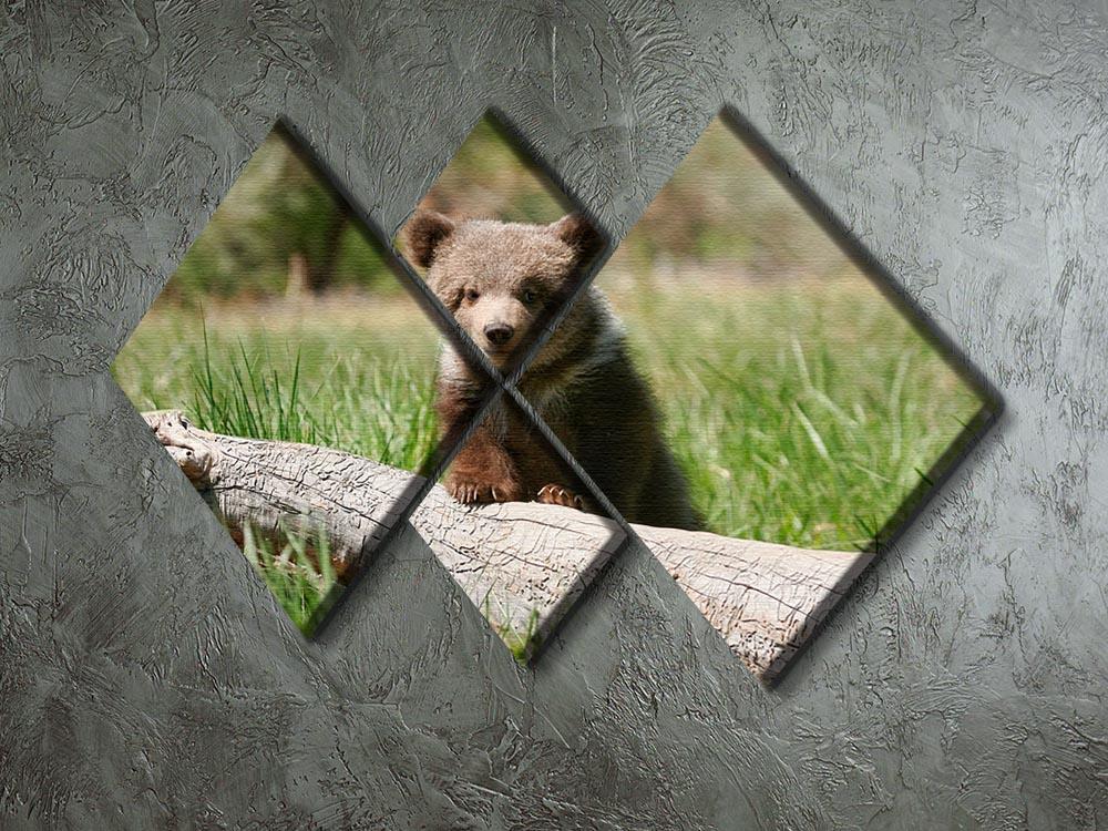 Grizzly bear cub 4 Square Multi Panel Canvas - Canvas Art Rocks - 2