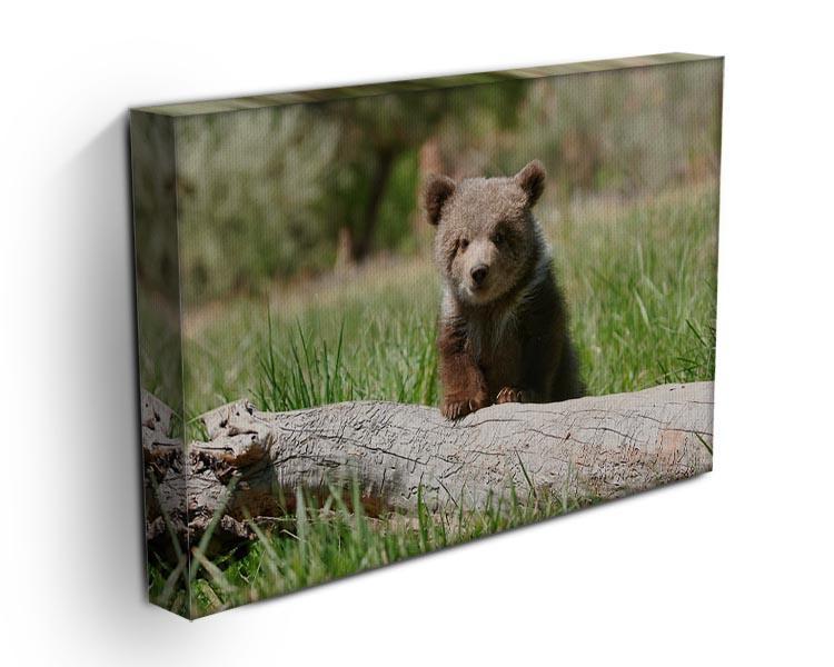 Grizzly bear cub Canvas Print or Poster - Canvas Art Rocks - 3
