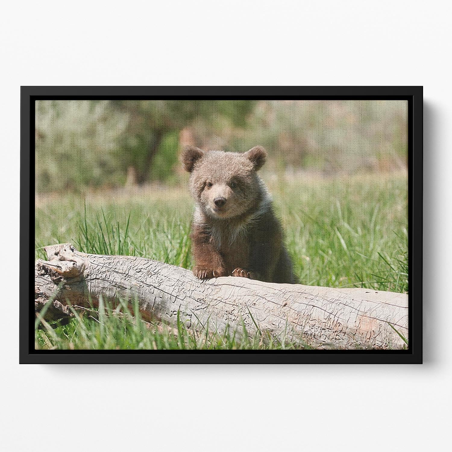 Grizzly bear cub Floating Framed Canvas - Canvas Art Rocks - 2