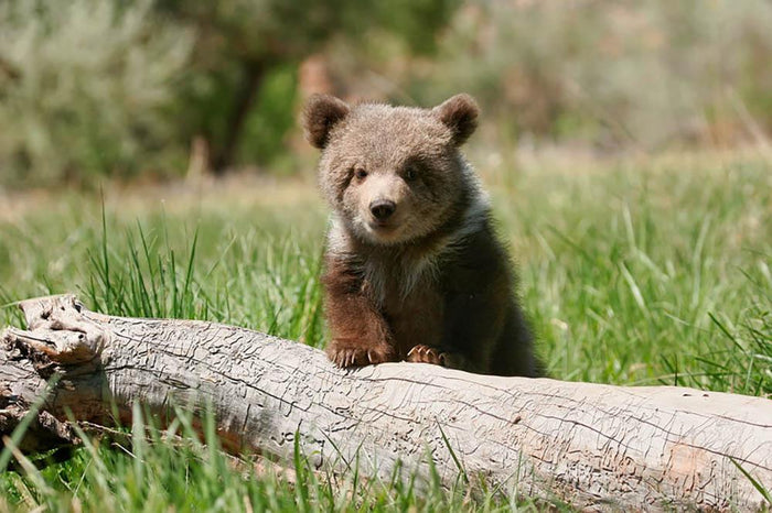 Grizzly bear cub Wall Mural Wallpaper