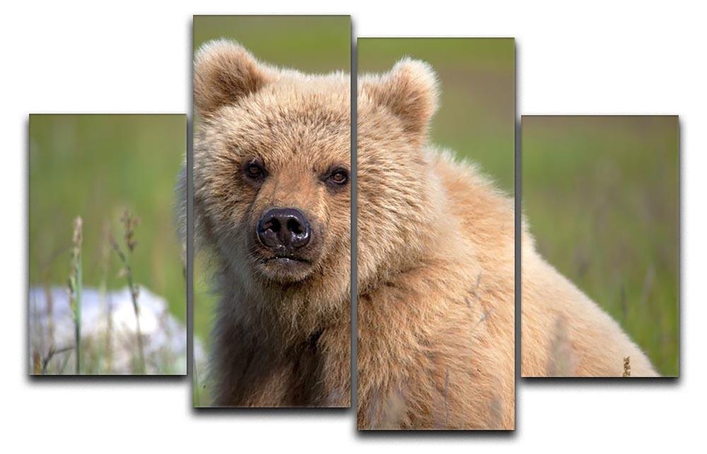 Grizzly cub staring at the camera in Alaska. 4 Split Panel Canvas - Canvas Art Rocks - 1
