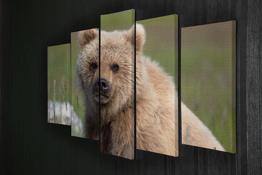 Grizzly cub staring at the camera in Alaska. 5 Split Panel Canvas - Canvas Art Rocks - 2
