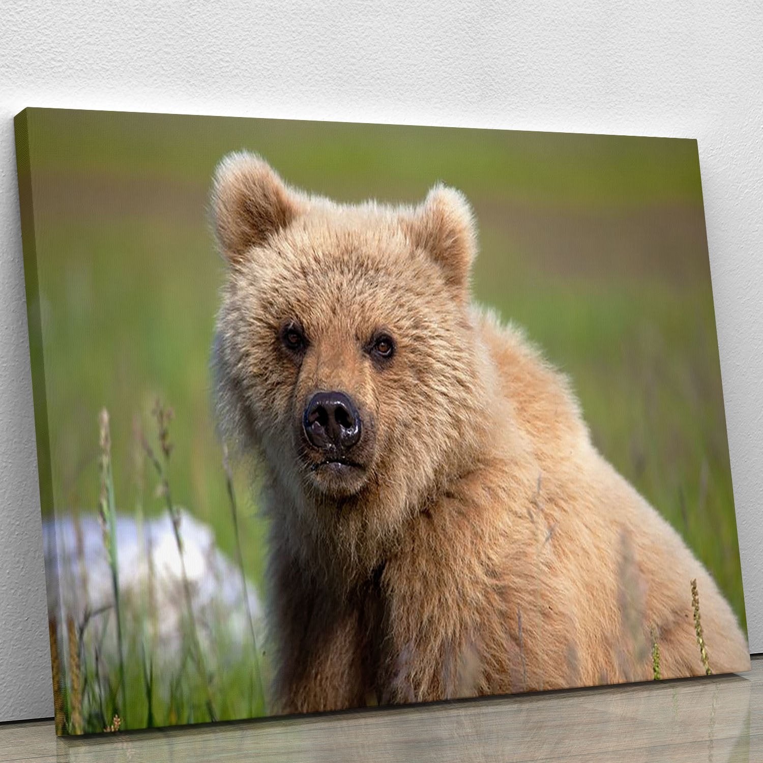 Grizzly cub staring at the camera in Alaska. Canvas Print or Poster
