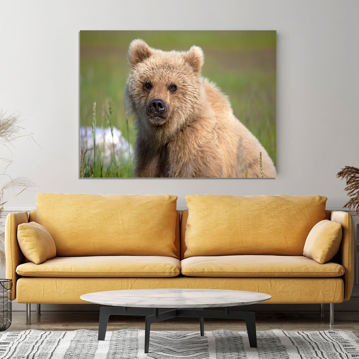 Grizzly cub staring at the camera in Alaska. Canvas Print or Poster