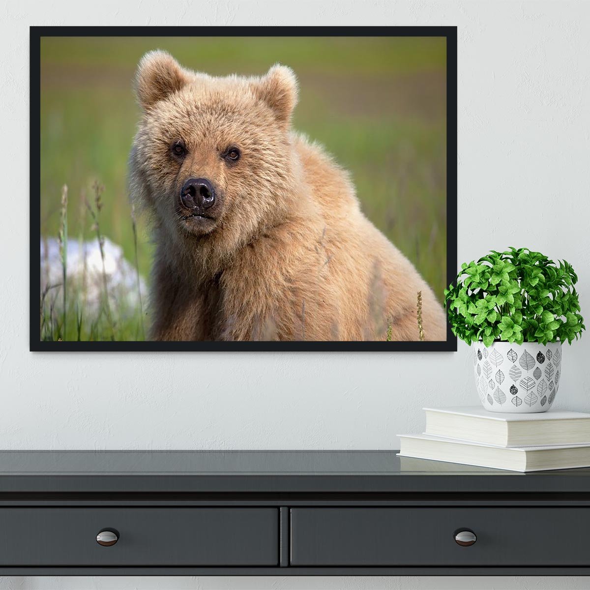 Grizzly cub staring at the camera in Alaska. Framed Print - Canvas Art Rocks - 2