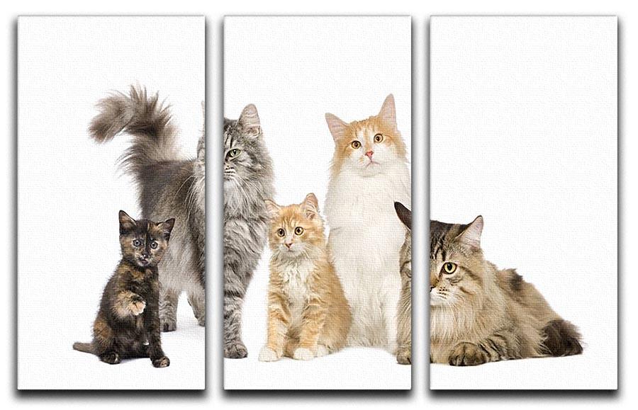 Group of 5 cats Norwegian Siberian and persian cat 3 Split Panel Canvas Print - Canvas Art Rocks - 1