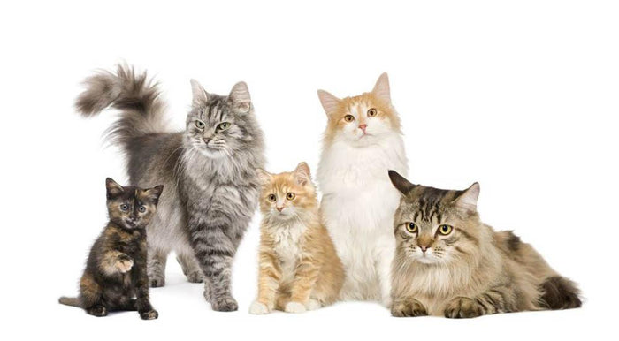 Group of 5 cats Norwegian Siberian and persian cat Wall Mural Wallpaper