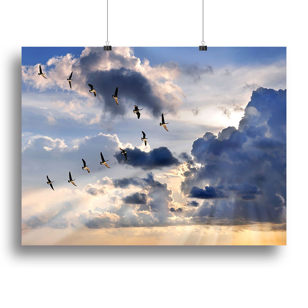 Group of Canadian geese flying in V-formation Canvas Print or Poster