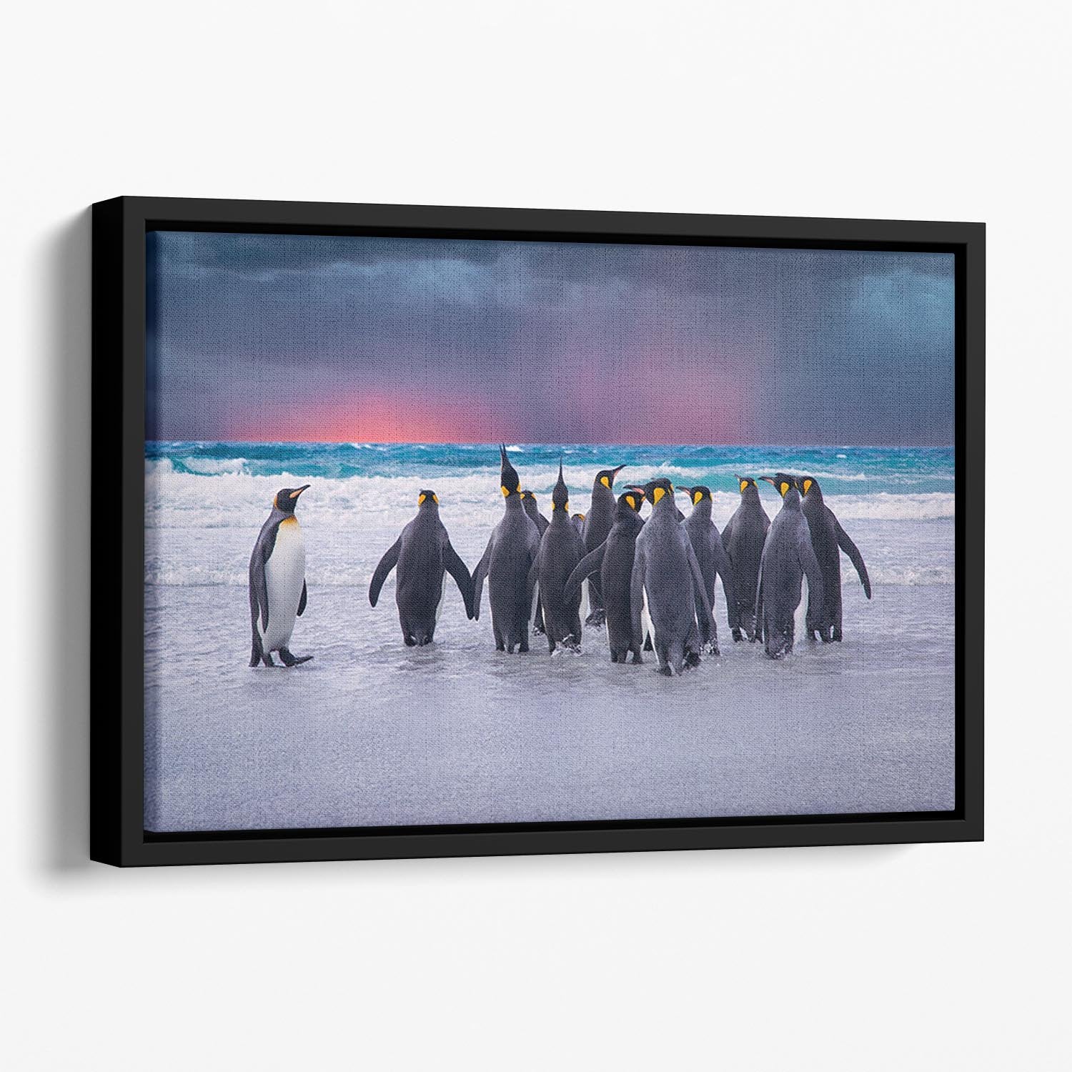 Group of King Penguins in the Falkland Islands Floating Framed Canvas - Canvas Art Rocks - 1