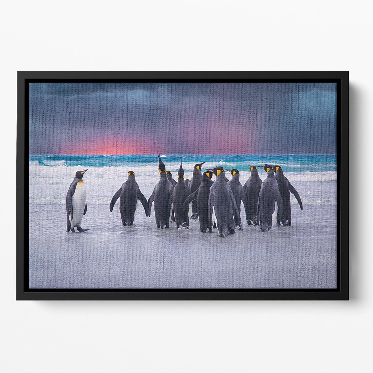 Group of King Penguins in the Falkland Islands Floating Framed Canvas - Canvas Art Rocks - 2
