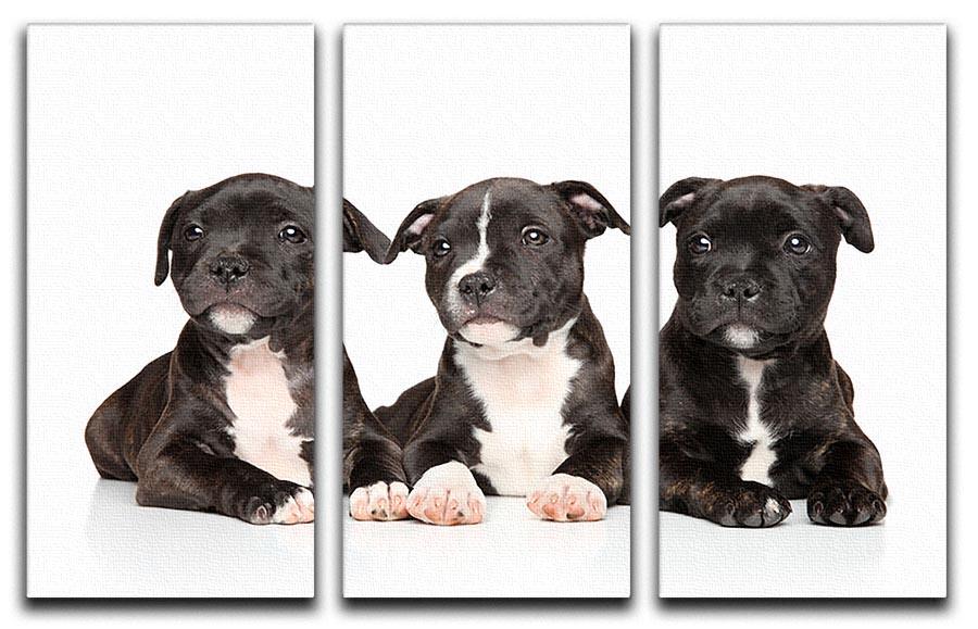 Group of Staffordshire bull terrier puppies 3 Split Panel Canvas Print - Canvas Art Rocks - 1