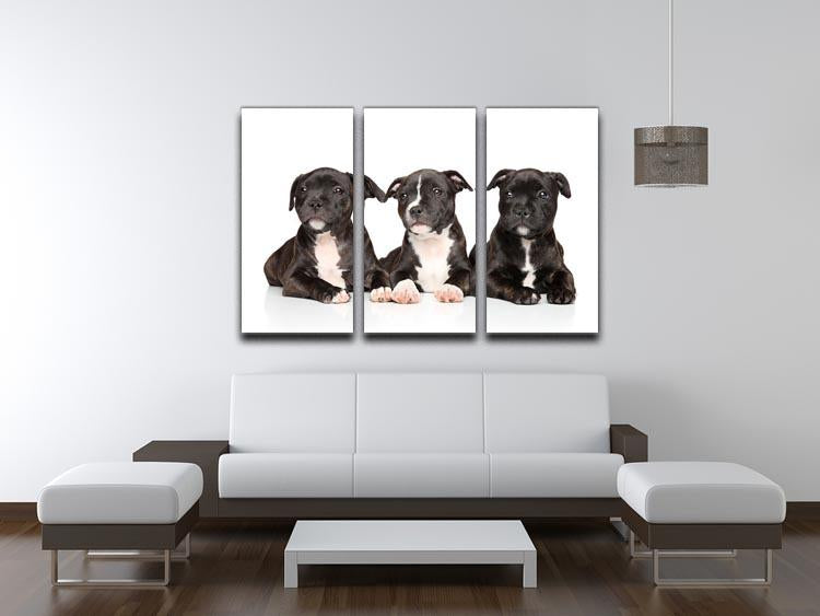 Group of Staffordshire bull terrier puppies 3 Split Panel Canvas Print - Canvas Art Rocks - 3