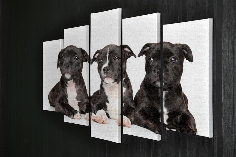 Group of Staffordshire bull terrier puppies 5 Split Panel Canvas - Canvas Art Rocks - 2