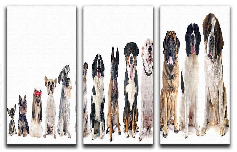 Group of dogs in front of white background 3 Split Panel Canvas Print - Canvas Art Rocks - 1