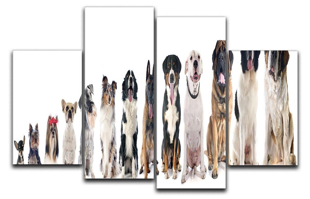 Group of dogs in front of white background 4 Split Panel Canvas - Canvas Art Rocks - 1