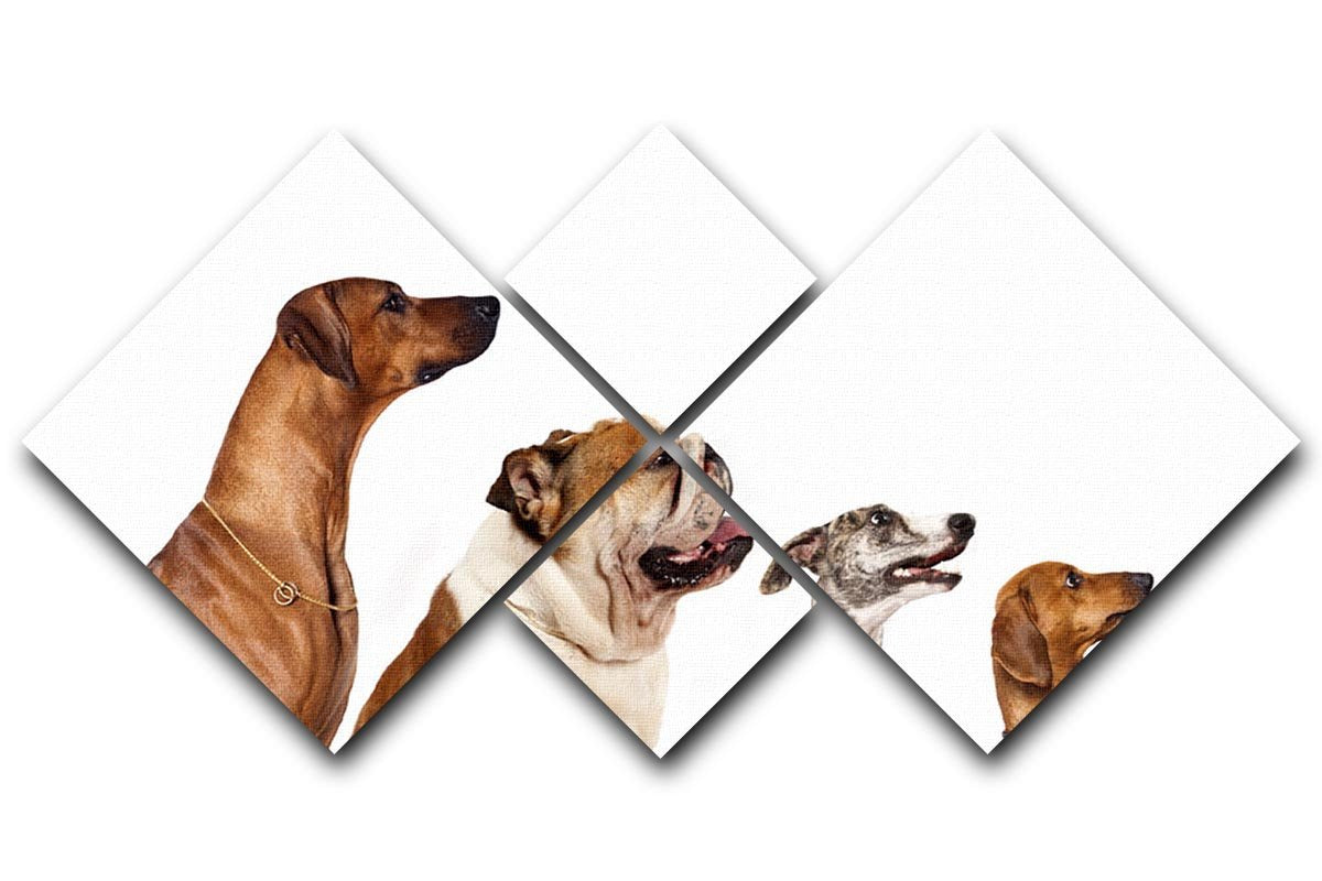 Group of dogs looking up 4 Square Multi Panel Canvas - Canvas Art Rocks - 1