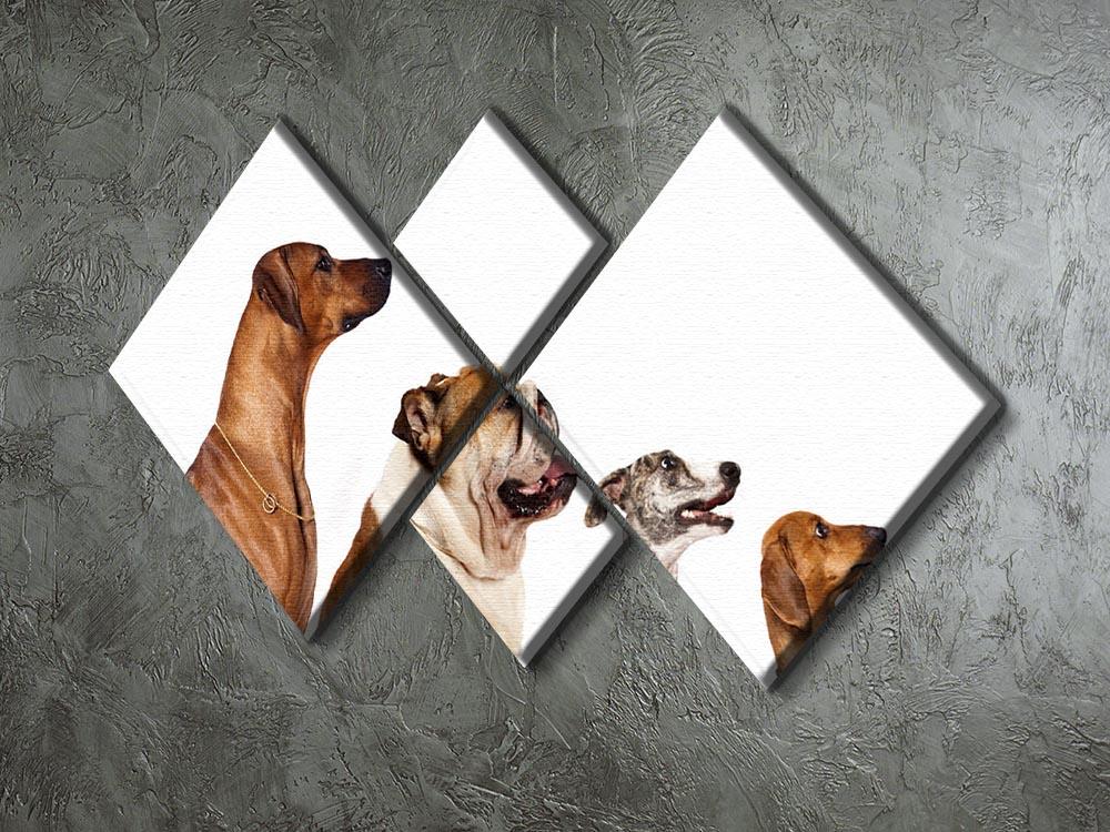 Group of dogs looking up 4 Square Multi Panel Canvas - Canvas Art Rocks - 2