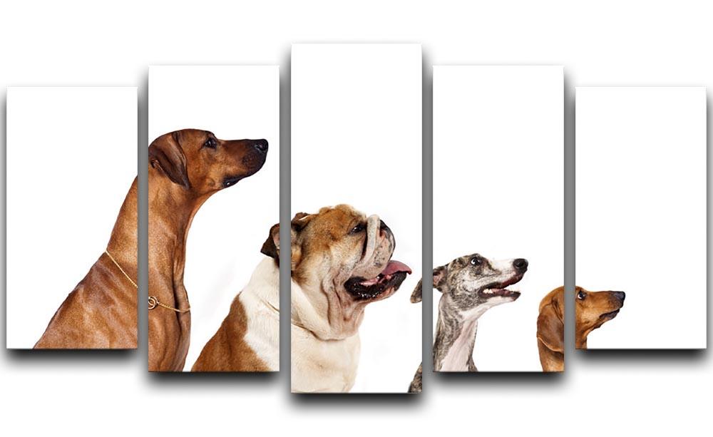 Group of dogs looking up 5 Split Panel Canvas - Canvas Art Rocks - 1