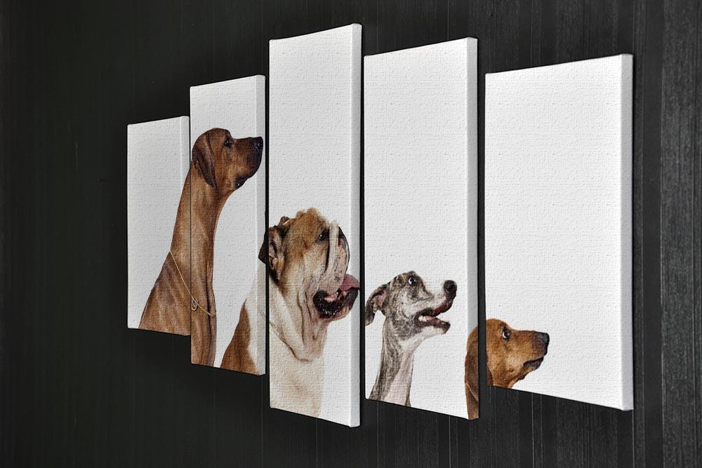 Group of dogs looking up 5 Split Panel Canvas - Canvas Art Rocks - 2