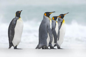 Group of four King penguins Wall Mural Wallpaper - Canvas Art Rocks - 1