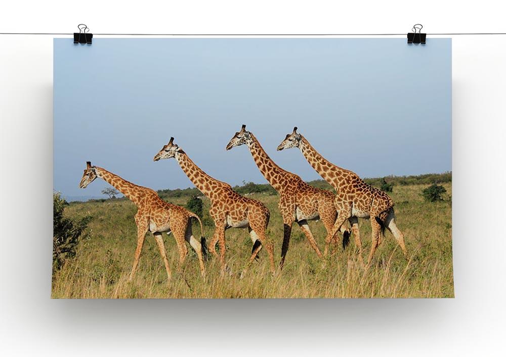 Group of giraffes in the Masai Mara Reserve Canvas Print or Poster - Canvas Art Rocks - 2