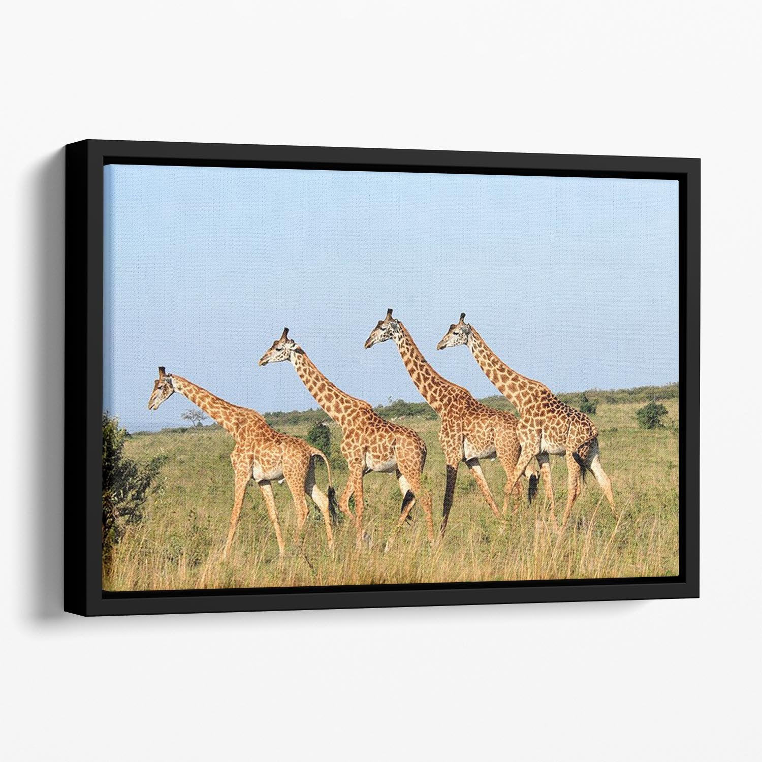 Group of giraffes in the Masai Mara Reserve Floating Framed Canvas - Canvas Art Rocks - 1