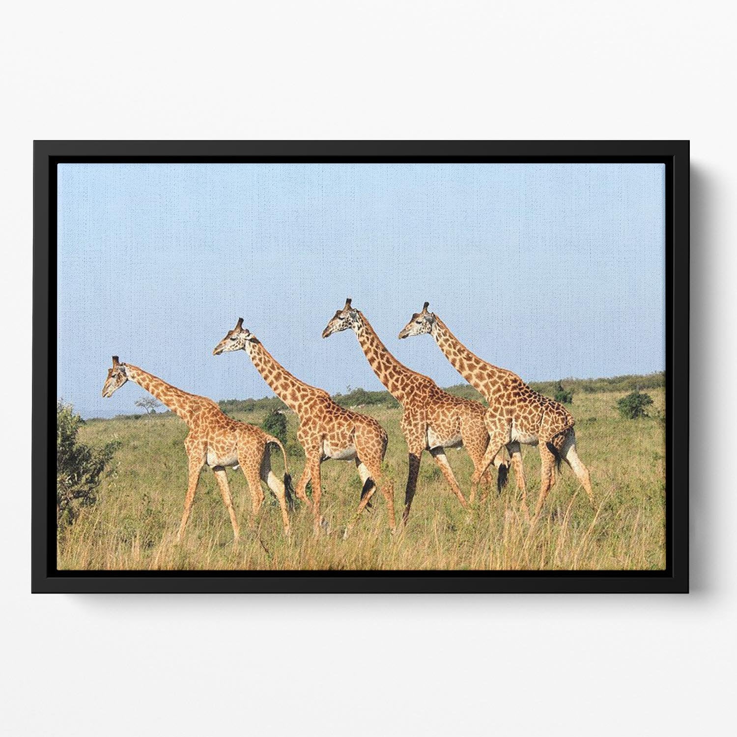 Group of giraffes in the Masai Mara Reserve Floating Framed Canvas - Canvas Art Rocks - 2