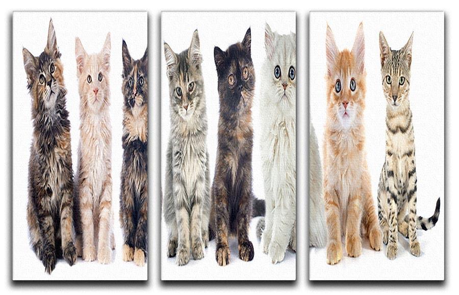 Group of kitten in front of white background 3 Split Panel Canvas Print - Canvas Art Rocks - 1