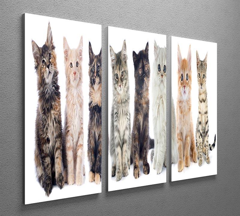 Group of kitten in front of white background 3 Split Panel Canvas Print - Canvas Art Rocks - 2