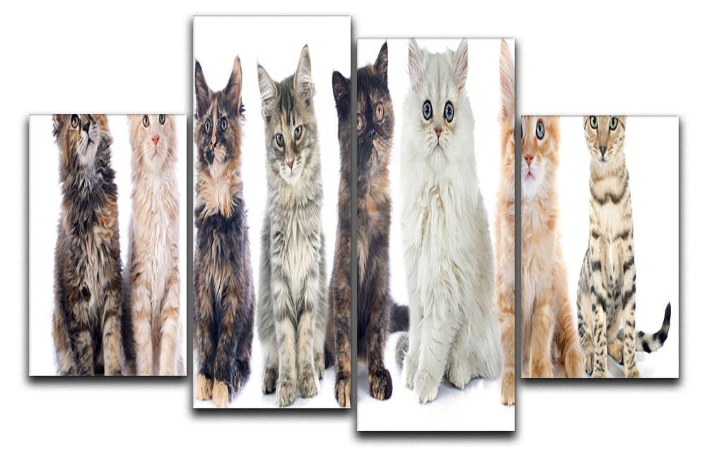 Group of kitten in front of white background 4 Split Panel Canvas - Canvas Art Rocks - 1