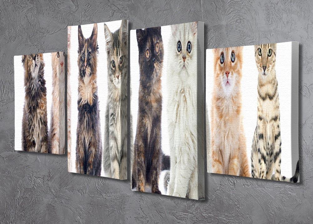Group of kitten in front of white background 4 Split Panel Canvas - Canvas Art Rocks - 2