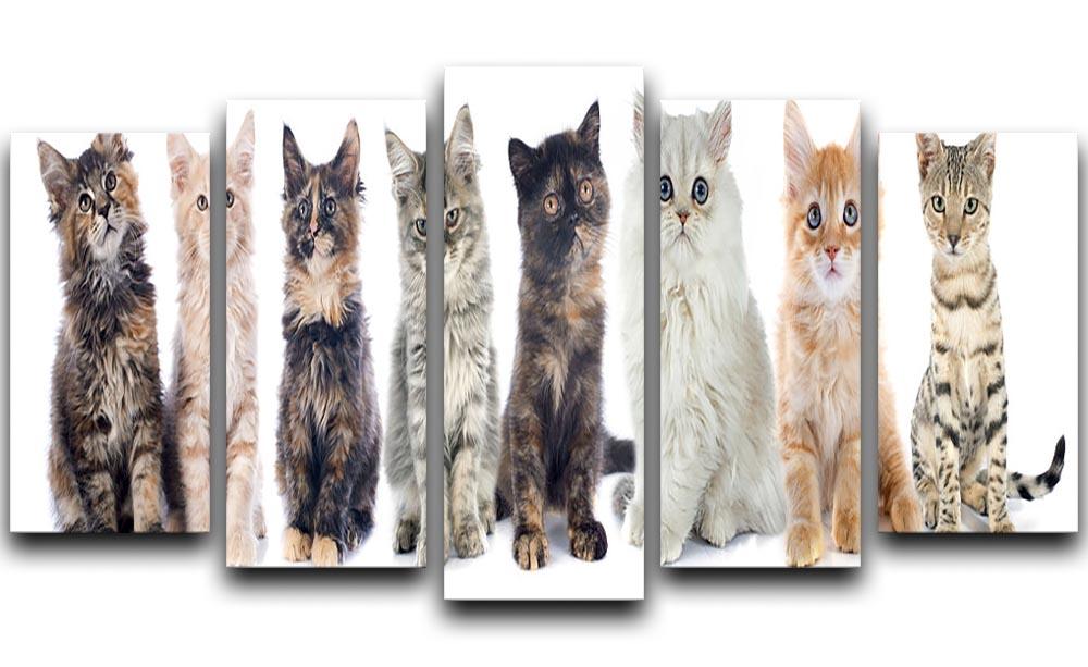 Group of kitten in front of white background 5 Split Panel Canvas - Canvas Art Rocks - 1