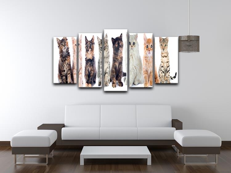 Group of kitten in front of white background 5 Split Panel Canvas - Canvas Art Rocks - 3