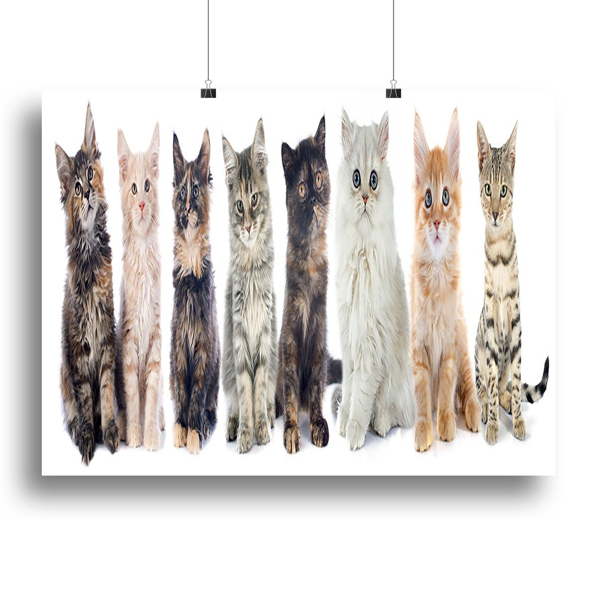 Group of kitten in front of white background Canvas Print or Poster