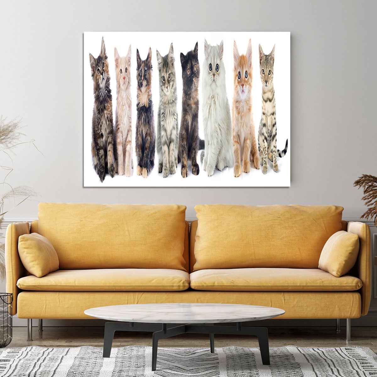 Group of kitten in front of white background Canvas Print or Poster