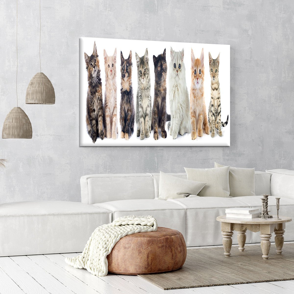 Group of kitten in front of white background Canvas Print or Poster