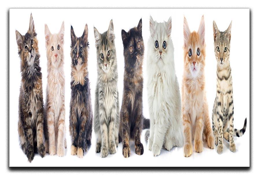 Group of kitten in front of white background Canvas Print or Poster - Canvas Art Rocks - 1