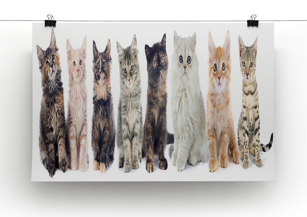 Group of kitten in front of white background Canvas Print or Poster - Canvas Art Rocks - 2