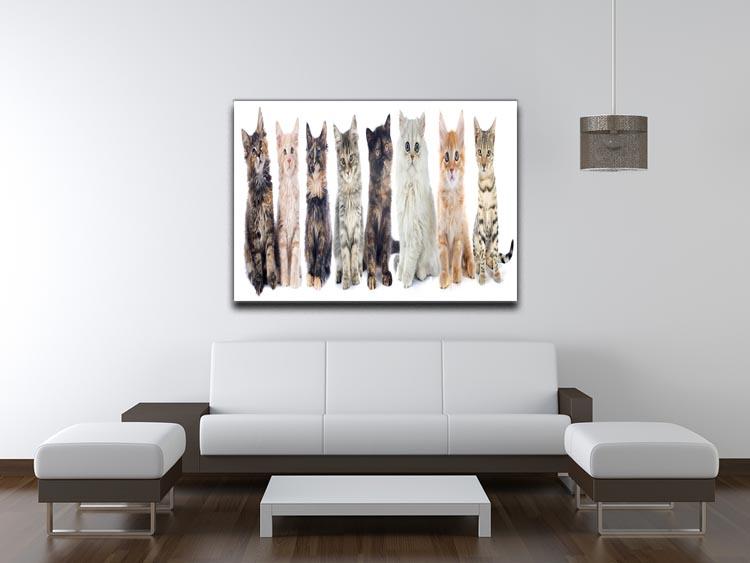 Group of kitten in front of white background Canvas Print or Poster - Canvas Art Rocks - 4