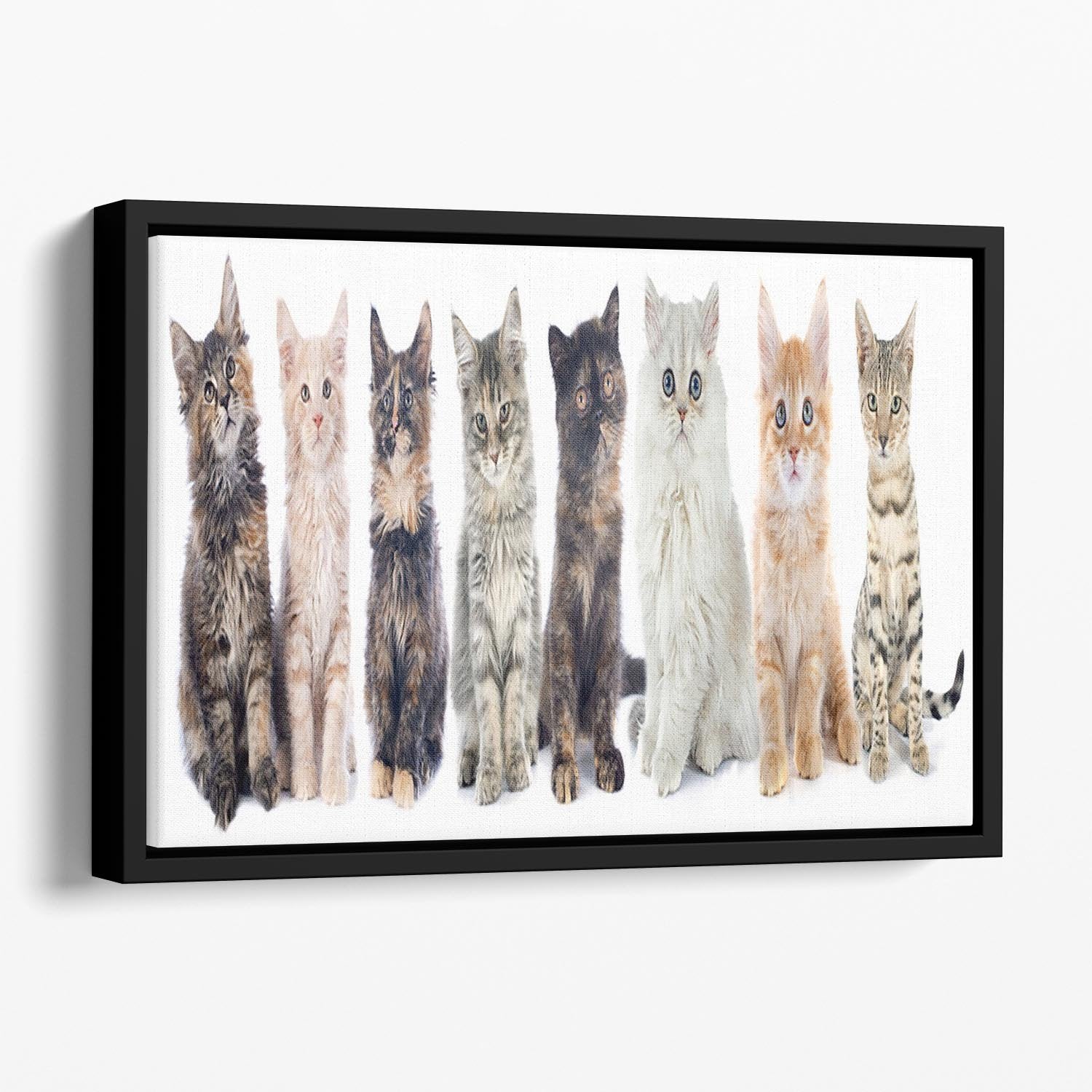Group of kitten in front of white background Floating Framed Canvas - Canvas Art Rocks - 1
