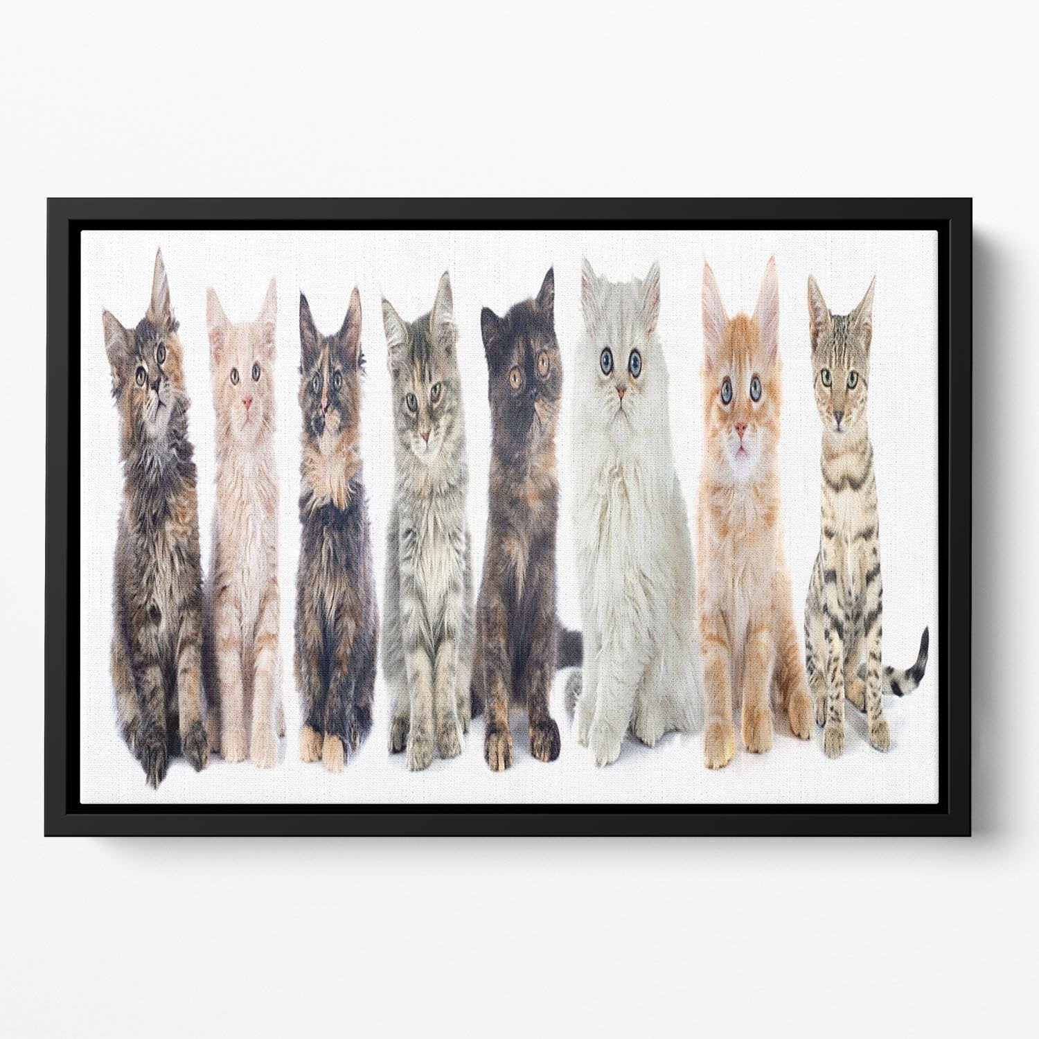 Group of kitten in front of white background Floating Framed Canvas - Canvas Art Rocks - 2